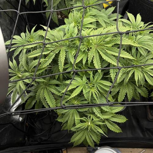 Candy Games #38 Happy Valley. Week 9