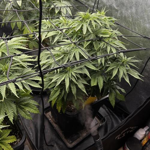 Candy Games #38 Happy Valley. Week 10