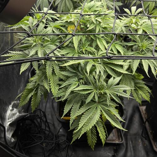 Candy Games #38 Happy Valley. Week 10