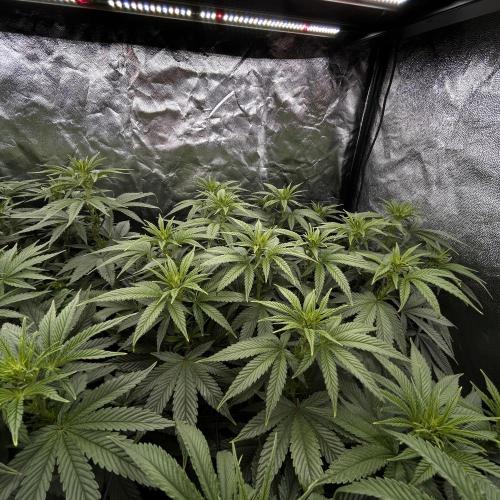 Fast Violet by Hombre seeds. Week 10