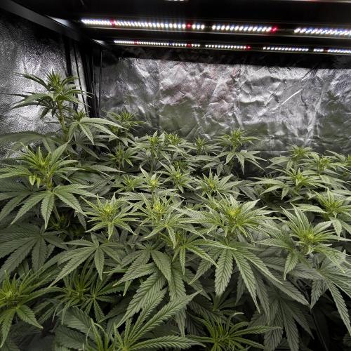 Fast Violet by Hombre seeds. Week 10