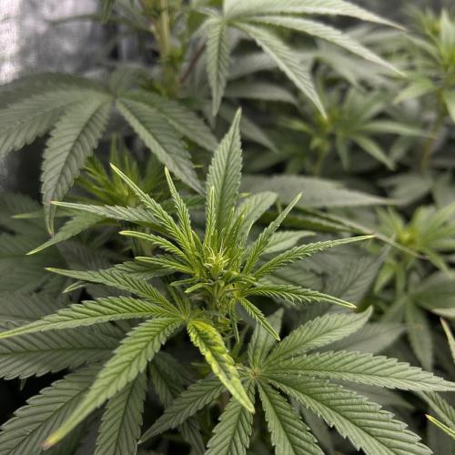 Fast Violet by Hombre seeds. Week 10