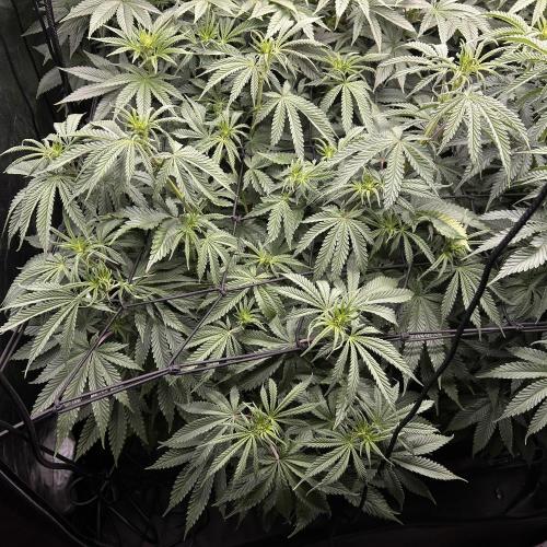 Candy Games #38 Happy Valley. Week 11