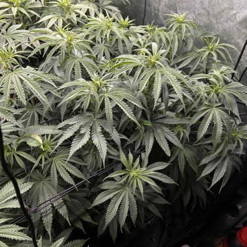 Candy Games #38 Happy Valley. Week 11