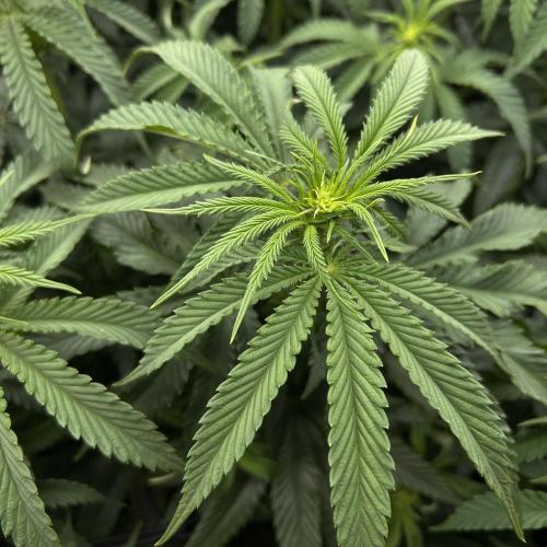 Candy Games #38 Happy Valley. Week 11