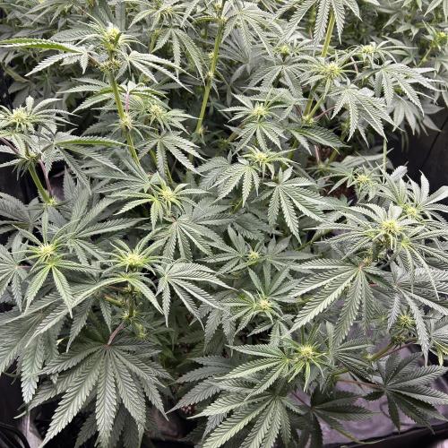 Candy Games #38 Happy Valley. Week 12