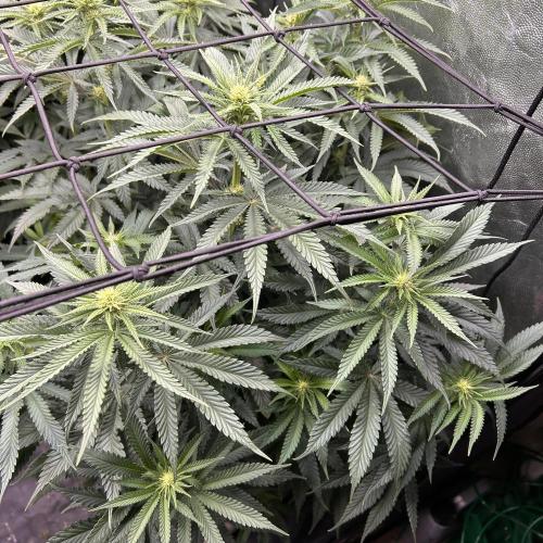 Candy Games #38 Happy Valley. Week 12