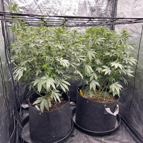 Fast Violet by Hombre seeds. Week 11