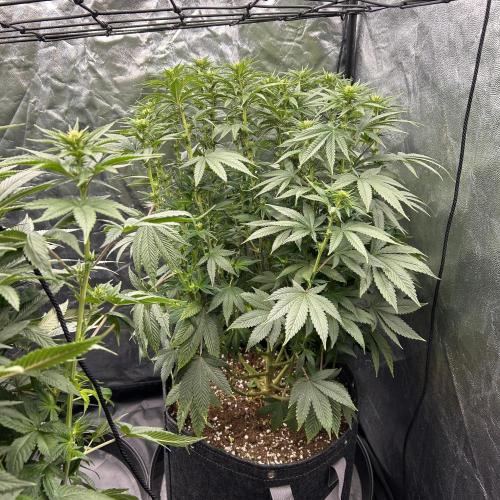 Fast Violet by Hombre seeds. Week 11