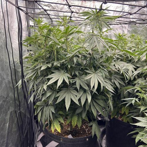 Fast Violet by Hombre seeds. Week 11