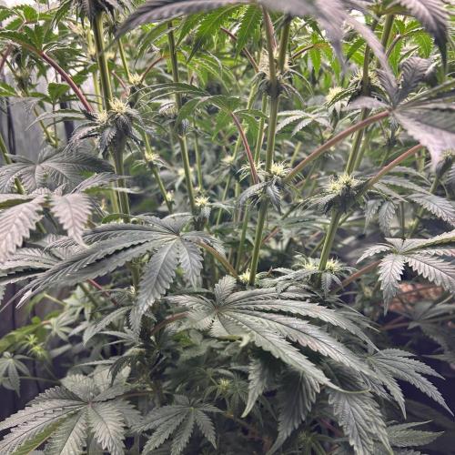 Candy Games #38 Happy Valley. Week 13