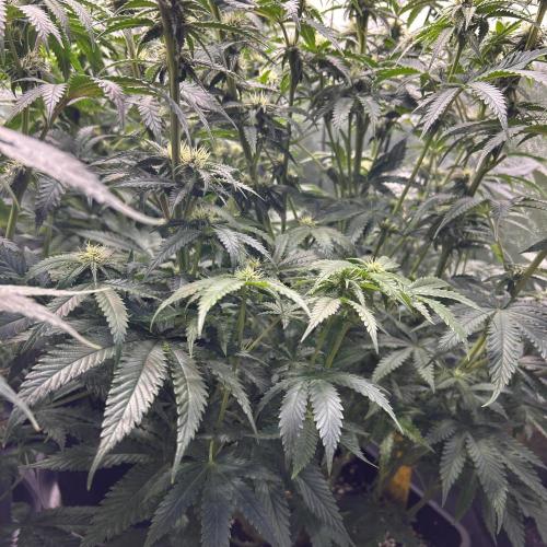 Candy Games #38 Happy Valley. Week 13