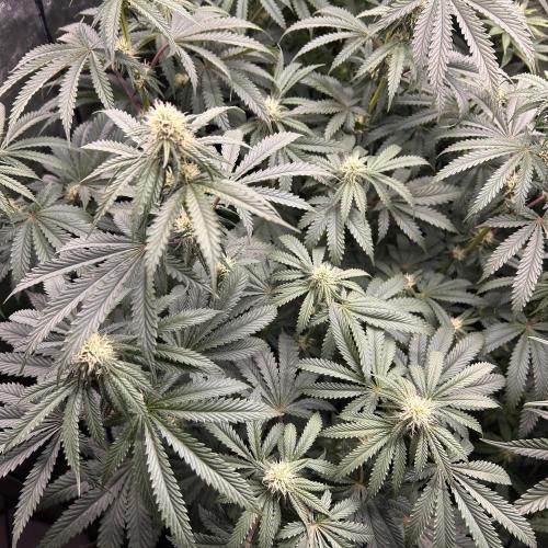 Candy Games #38 Happy Valley. Week 13