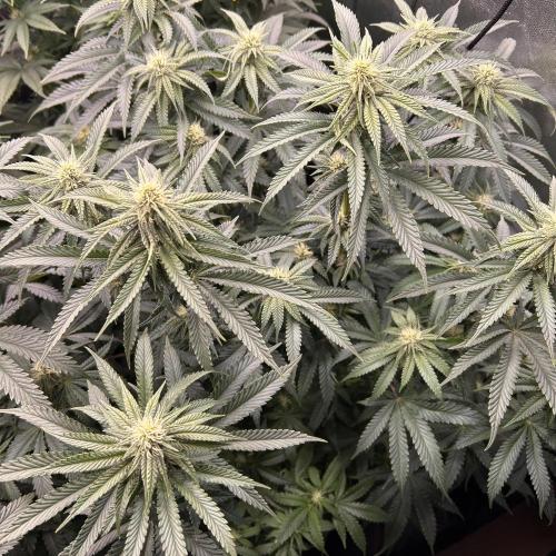 Candy Games #38 Happy Valley. Week 13