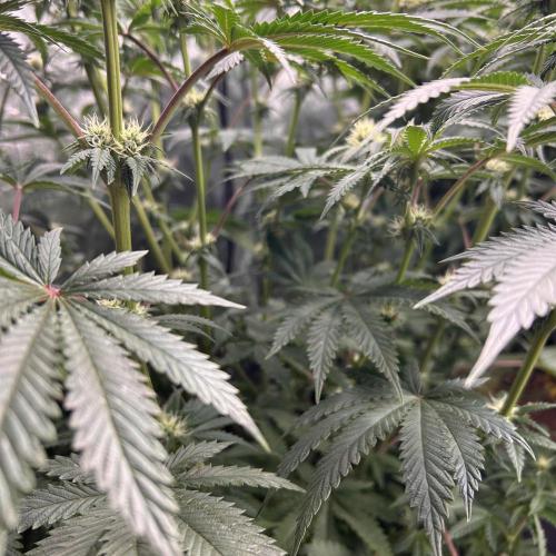 Candy Games #38 Happy Valley. Week 13