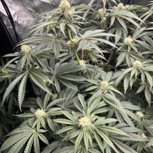 Candy Games #38 Happy Valley. Week 13