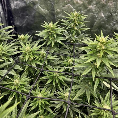 Fast Violet by Hombre seeds. Week 12