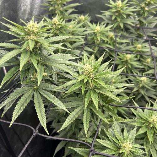 Fast Violet by Hombre seeds. Week 12