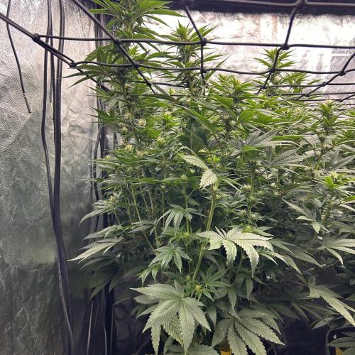 Fast Violet by Hombre seeds. Week 12