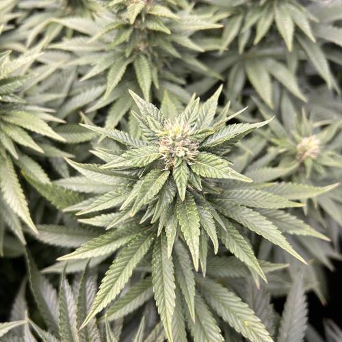 Fast Violet by Hombre seeds. Week 13