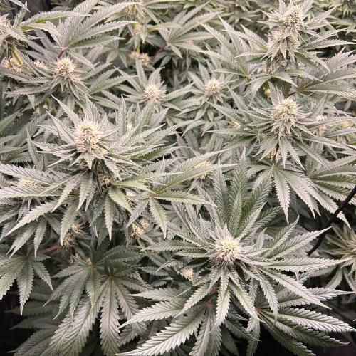 Candy Games #38 Happy Valley. Week 14