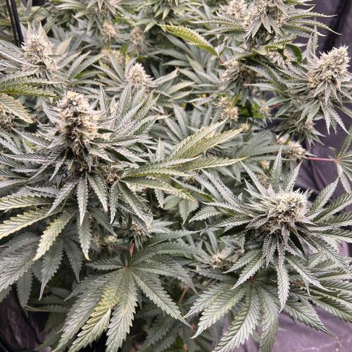 Candy Games #38 Happy Valley. Week 15