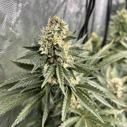 Candy Games #38 Happy Valley. Week 15