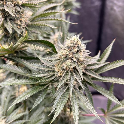 Candy Games #38 Happy Valley. Week 15