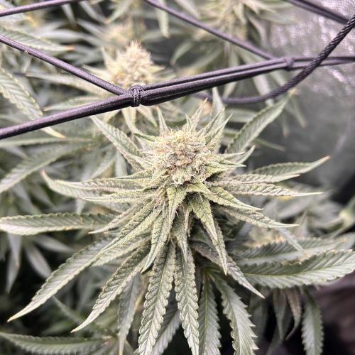 Candy Games #38 Happy Valley. Week 15