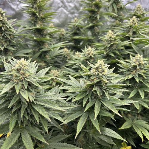 Fast Violet by Hombre seeds. Week 14