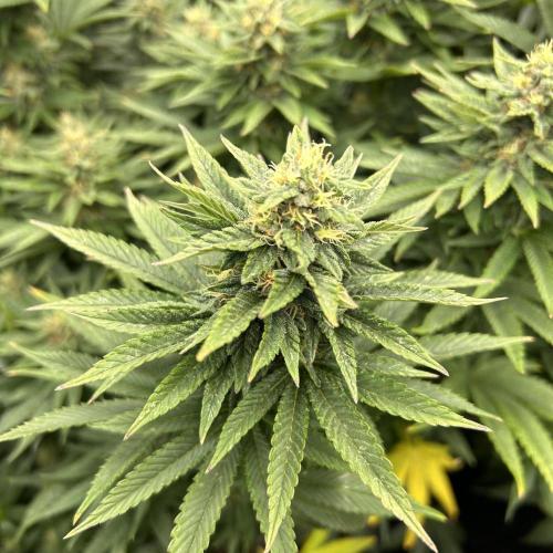 Fast Violet by Hombre seeds. Week 14