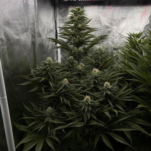 King Cartier. Week 5