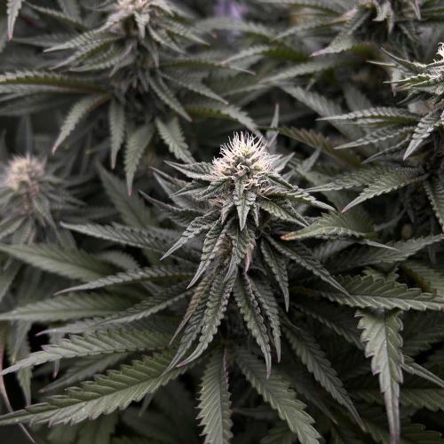 King Cartier. Week 5