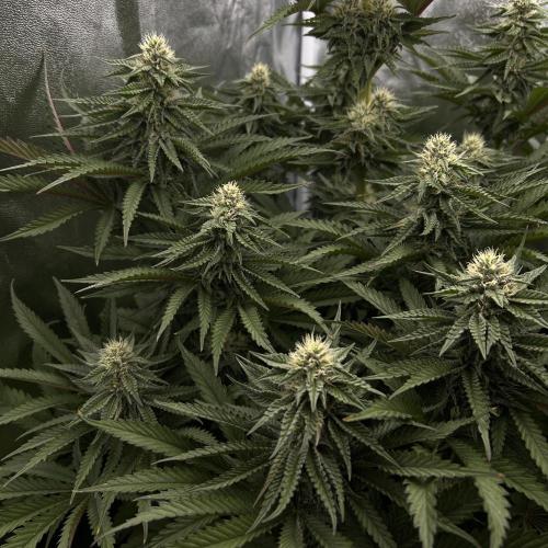 King Cartier. Week 5