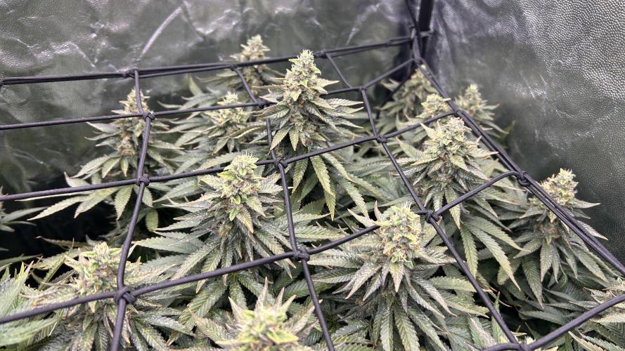 Fast Violet by Hombre seeds. Week 15