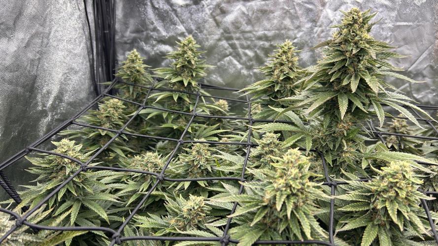 Fast Violet by Hombre seeds. Week 15