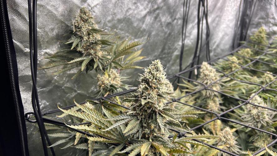 Candy Games #38 Happy Valley. Week 16