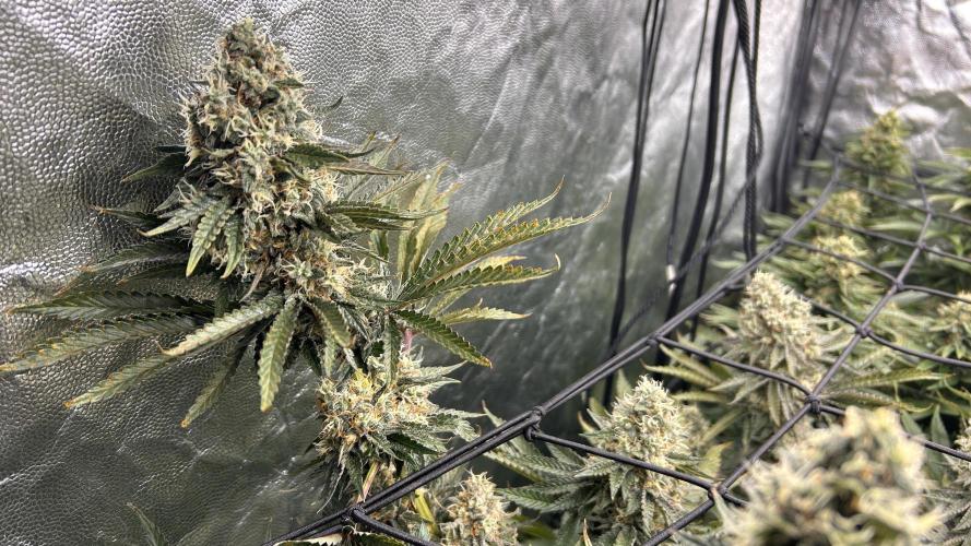 Candy Games #38 Happy Valley. Week 16