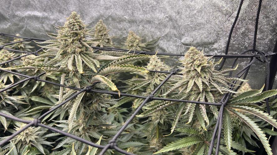 Candy Games #38 Happy Valley. Week 16