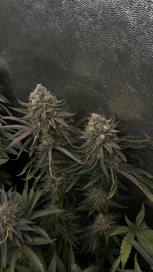 Candy Games #38 Happy Valley. Week 17