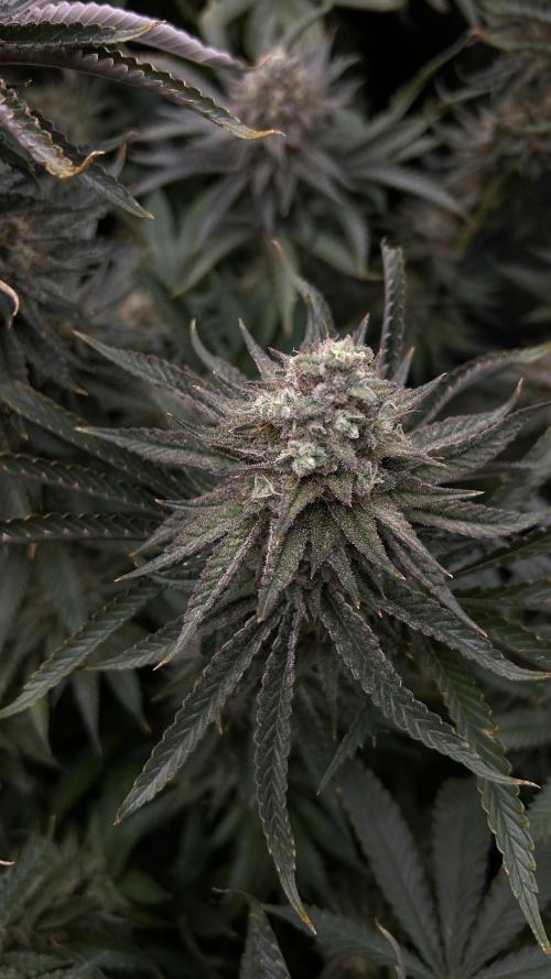 Candy Games #38 Happy Valley. Week 17