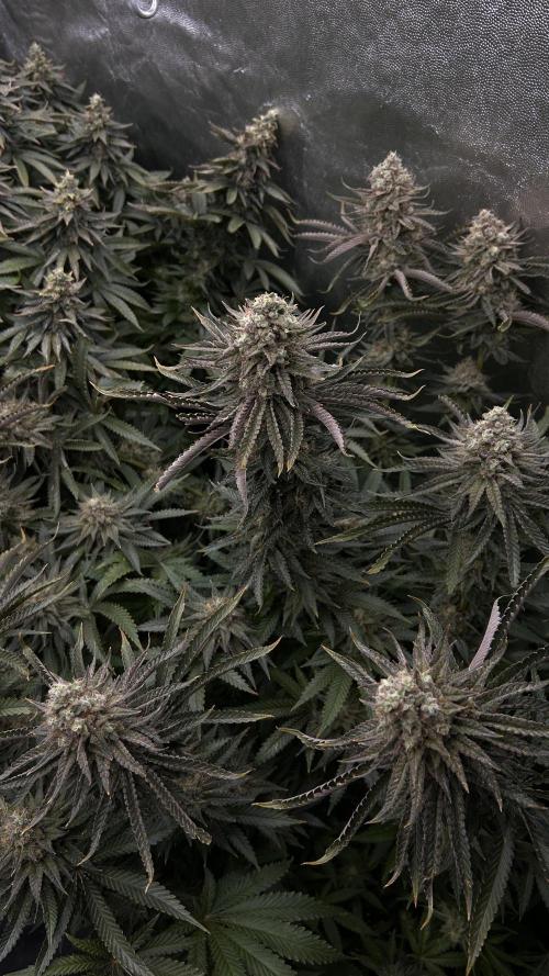 Candy Games #38 Happy Valley. Week 17