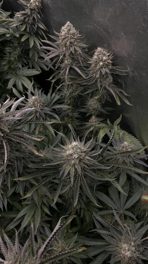 Candy Games #38 Happy Valley. Week 17