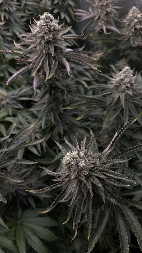 Candy Games #38 Happy Valley. Week 17