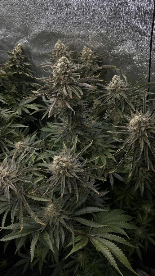 Candy Games #38 Happy Valley. Week 17