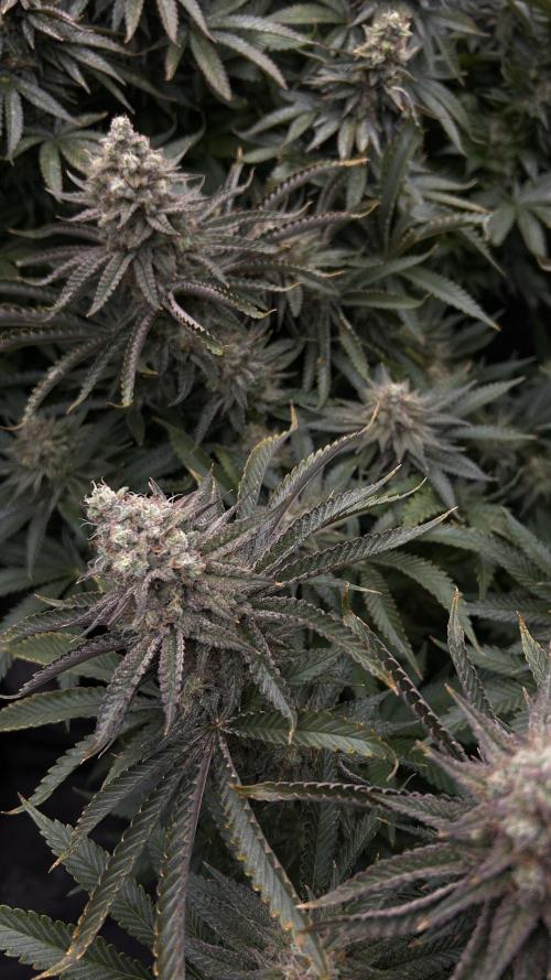 Candy Games #38 Happy Valley. Week 17