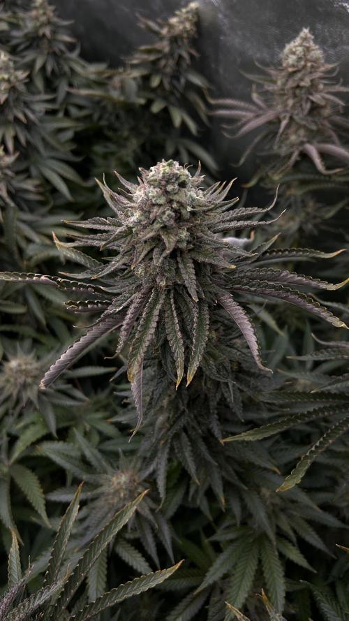 Candy Games #38 Happy Valley. Week 17