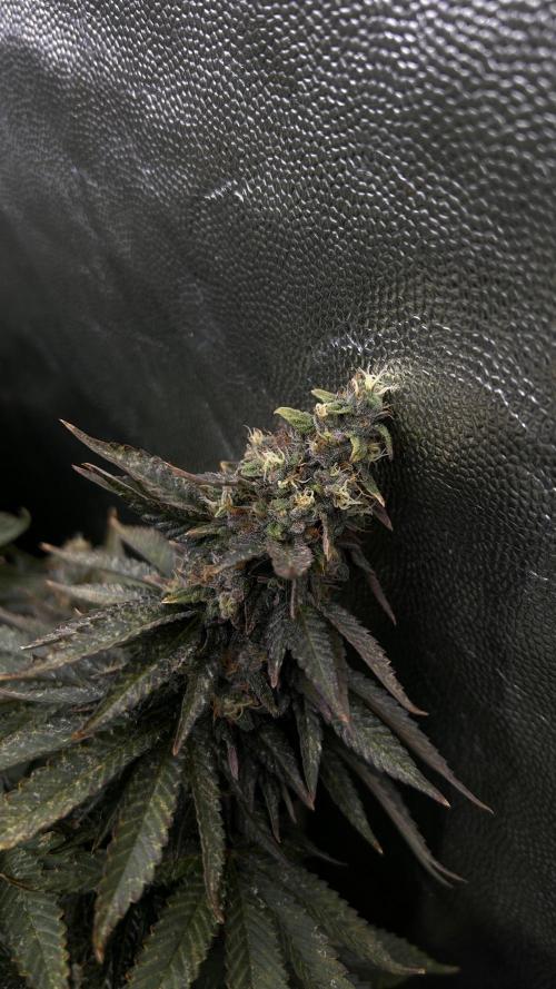 Fast Violet by Hombre seeds. Week 16