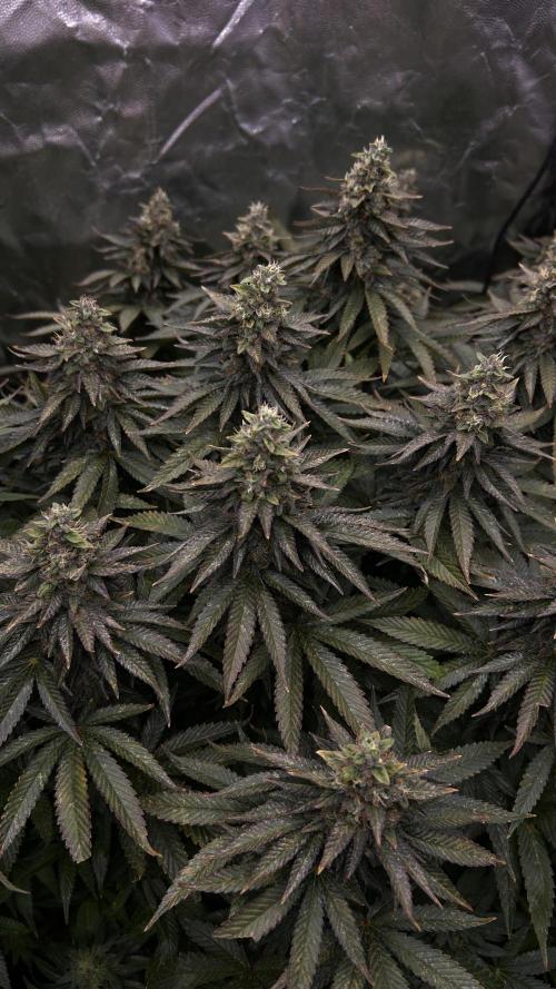 Fast Violet by Hombre seeds. Week 16