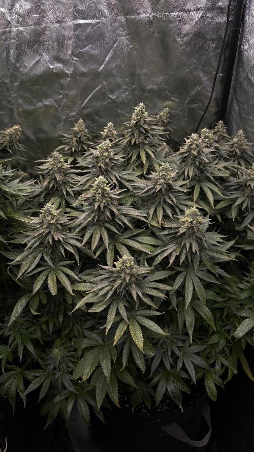 Fast Violet by Hombre seeds. Week 16